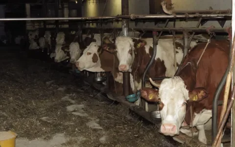 Veestapel moet krimpen: een waarheid als een koe!