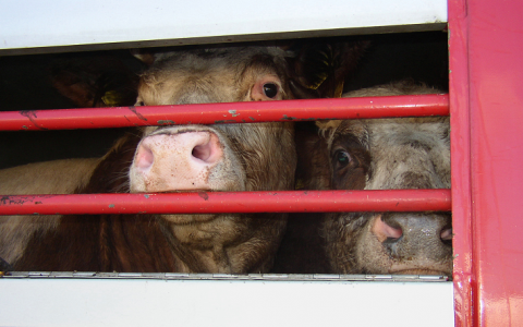 Duitse dierenartsen eisen einde veetransporten buiten EU
