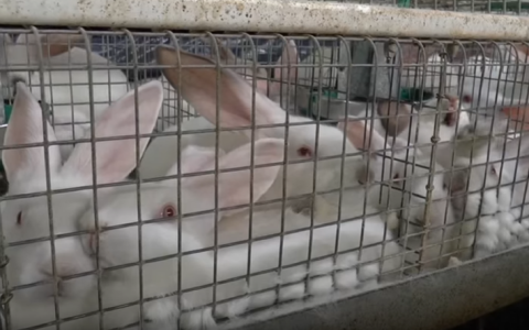 Einde konijnenhel dankzij CIWF-campagne