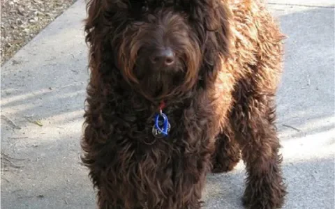 Labradoodle: hulphond of hond die hulp nodig heeft?