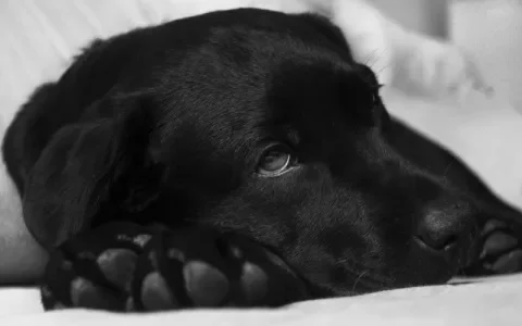 Baasje overlijdt: hond laten inslapen?