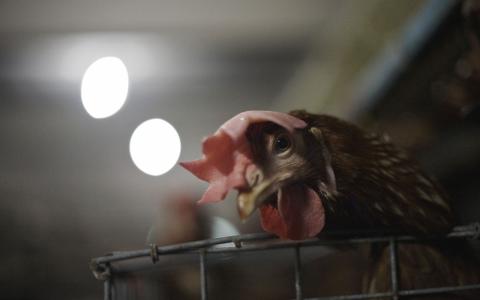 Amerikaanse supers en Britse multinational stoppen met kooi-eieren