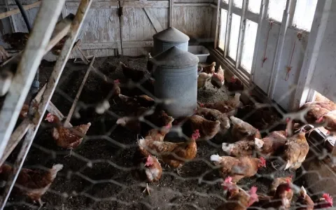 Fipronil in biologische eieren
