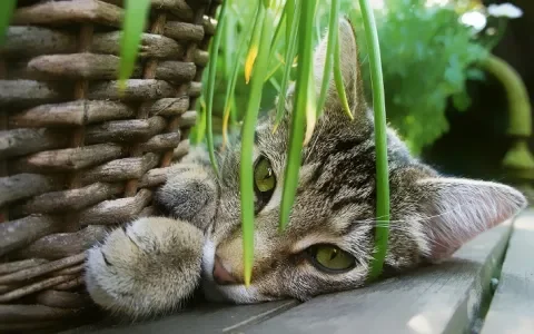 Lentepret in de tuin of op het balkon