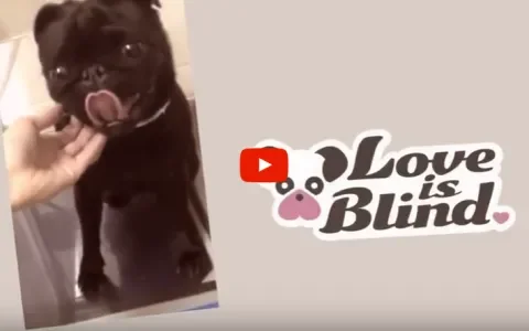 Sterke campagne RSPCA Australia: 'Love is Blind'