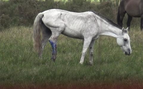 KNMvD vindt mishandeling paarden voor productie PMSG onacceptabel 