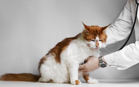 Chronisch nierfalen bij de kat – de behandeling