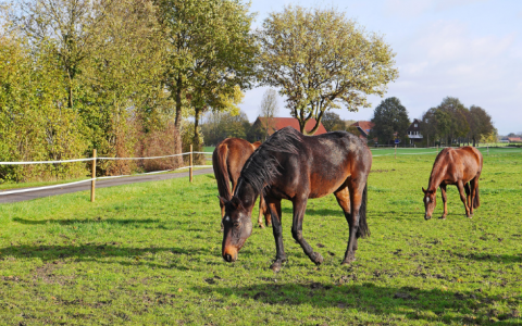 Dier&Recht wil meer bewustwording voor paardenwelzijn in de paardenhouderij