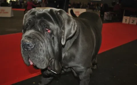 Rashonden op de World Dog Show lijden door hun uiterlijk