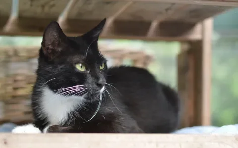 Prrrt... Mauwalot zoekt een huisje