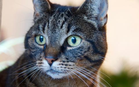 Chronisch nierfalen bij de kat – een sluipmoordenaar