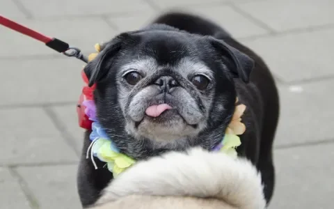 Het Mopshondencafé: één grote verzameling benauwde honden