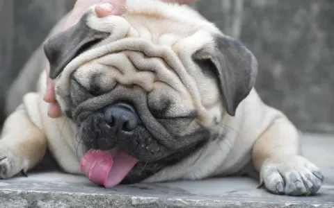 De koddige Mopshond is niet schattig maar ziek. Deel 2: moeilijke bevalling 