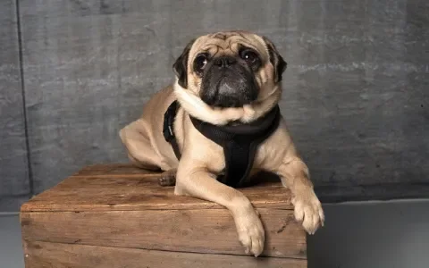 De koddige mopshond is niet schattig maar ziek. Deel 5: patella luxatie