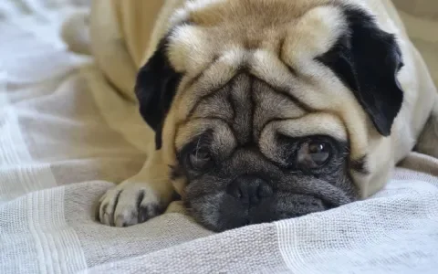 De koddige Mopshond is niet schattig maar ziek. Deel 3: wervelafwijkingen