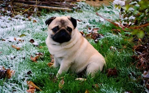 Britse dierenartsen: 'koop geen hond zonder snuit' 