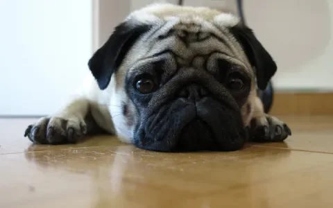 Pas op voor oververhitting bij kortsnuitige honden