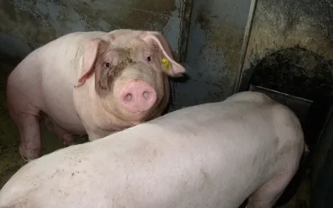 Naleving dierenwelzijnswetgeving in de vee-industrie 2012