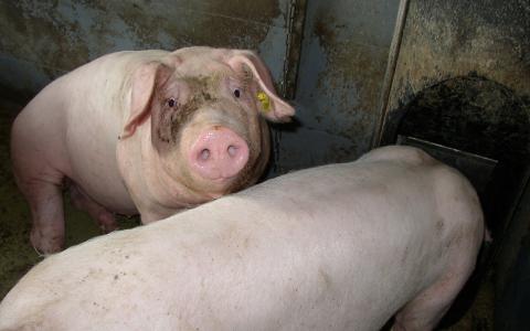 Naleving dierenwelzijnswetgeving in de vee-industrie 2012