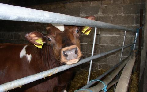 Naleving dierenwelzijnswetgeving in de vee-industrie 2014
