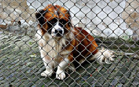 500 euro boete voor wekenlange mishandeling hond