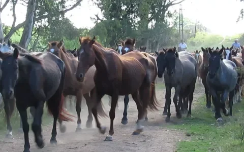 Bloedpaarden - dat klinkt naar vurige merries en fiere hengsten