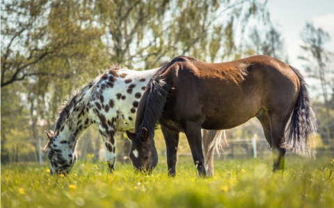 Paardenwelzijn: minister Schouten houdt oogkleppen op