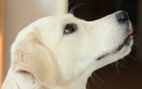 Start crowdfunding rechtszaak voor Golden Retrievers