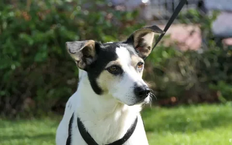 Hond Pepper zoekt huis