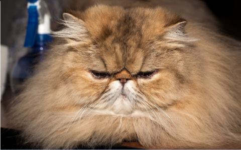 FIFe stemt niet over verbeteren uiterlijk Perzische kat