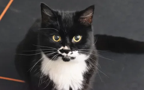 Poes Pien zoekt een huisje