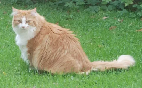 Pippi zoekt een huisje!