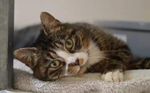 Poes Pixi zoekt een huisje 