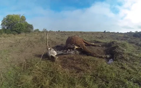 Aan bloedpaarden kleeft de geur van bloed en immens dierenleed