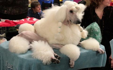 Dieronvriendelijke kapsels op de World Dog Show