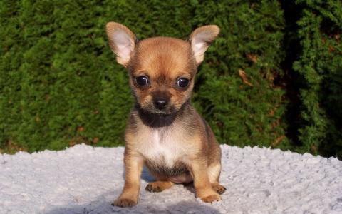 De kleine Chihuahua, groot in ziektes: moeilijke bevalling