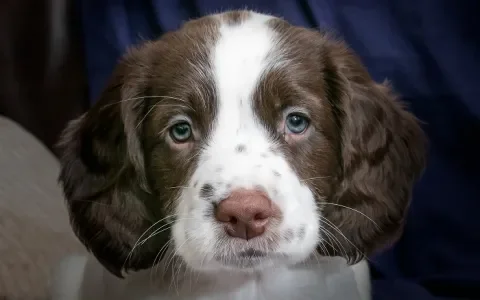 Consumentenrechten: wat als je hond ziek wordt?