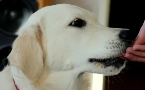 Vonnis in rechtszaak tegen fokkers van Golden Retrievers