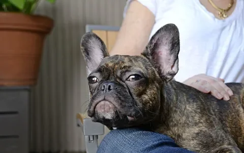 Een hond kijkt niet in de spiegel
