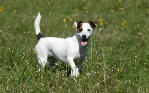 Boete van 5000 euro voor fokken met erfelijk belaste hond