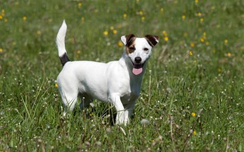 Boete van 5000 euro voor fokken met erfelijk belaste hond