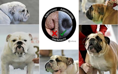 De Engelse Bulldog: fitte kruising versus showhond