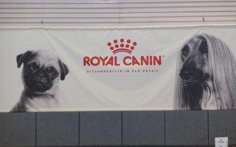 Britse Kennel Club komt in actie: 'Maak geen reclame met kortsnuiten!'