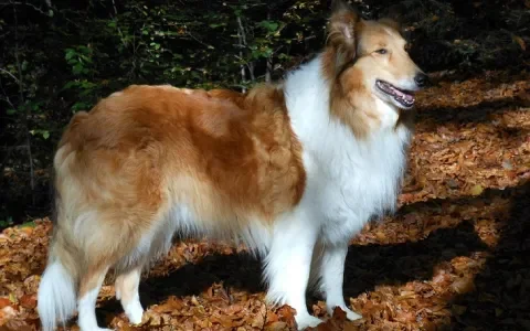 Inteelt bij collies rijst de pan uit