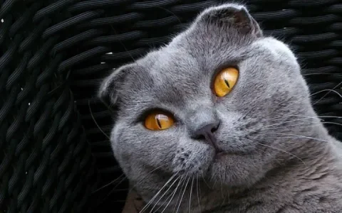 De kat met de gevouwen oren: de Scottish Fold