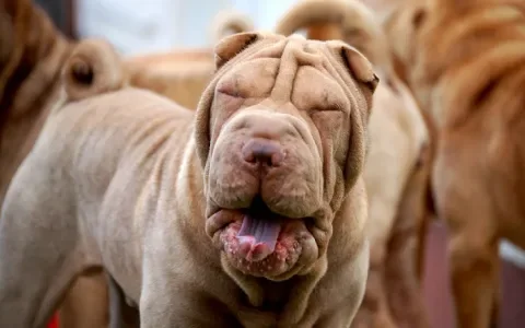 Shar-Pei Club plaatst foto ongezonde hold