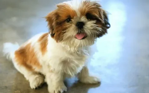 Shih Tzu reu met erfelijke distichiasis (ingegroeide oogharen) en navelbreuk