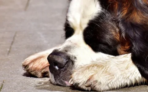 Oom van pup Senna heeft ook epilepsie! Fokker was op de hoogte