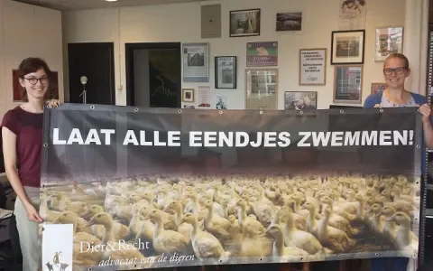Badeenden zoeken hulp bij aanbieden petitie! 