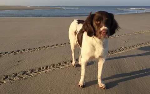 Lieve Sproet, je bent niet oud geworden